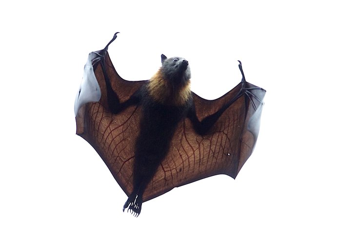 Why Bats Are One Of Australia S Most Important Endangered Species The origins of the future predator species appeared to vary as history changed. endangered species