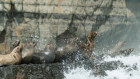Australian fur seals  at ile des phoques. 