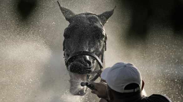 Kentucky Derby entrant Grand Mo The First gets a bath after a workout at Churchill Downs in Louisville, Kentucky. The 150th running of the Kentucky Derby is scheduled for Saturday, May 4.
