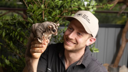 Ben Dessen, do Hills Wildlife Sanctuary, com um planador esquilo. Dessen diz que é necessário um acordo de financiamento mais consistente para o resgate da vida selvagem.