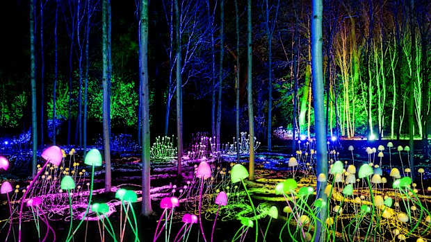 Lightscape installation Mycelium Network by international artist Stevie Thompson. 