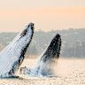 Two humpback whales breaching off near Manly earlier this week.