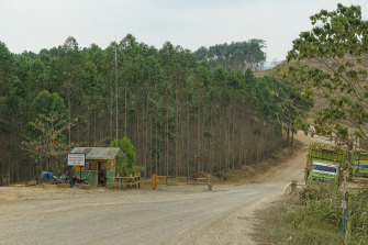 This acacia forest belongs to a papermill owned by presidential candidate Prabowo Subianto's brother. It is one of the possible sites of the new capital.