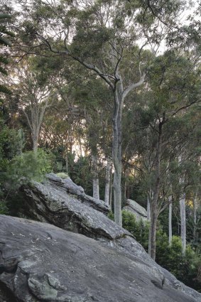 Forests - a salve for the body and soul.