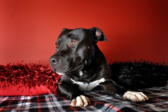 An American Staffordshire Terrier.