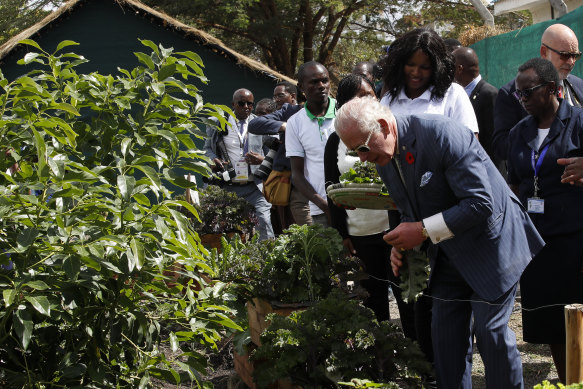 King Charles bends down to look at vegetables during his visit to City Shamba, an urban farming project in Nairobi.