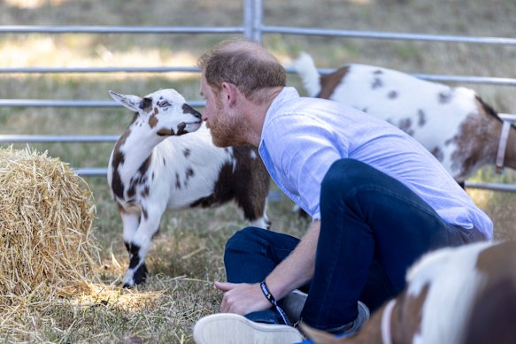 Detto di guardare negli occhi di una capra, Harry fissò con successo un animale per un po' di tempo, mentre quasi si toccavano i nasi.