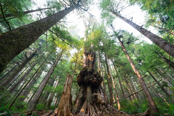 Fast-forward your hike along Vancouver Island’s West Coast Trail.