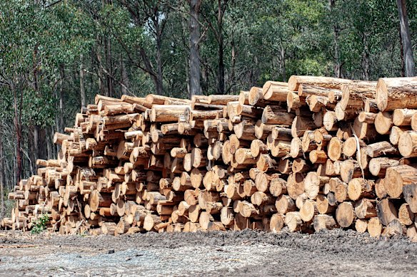 Fresh logs piled high in the Wombat State Forest, where the state government has resumed “storm recovery” logging.