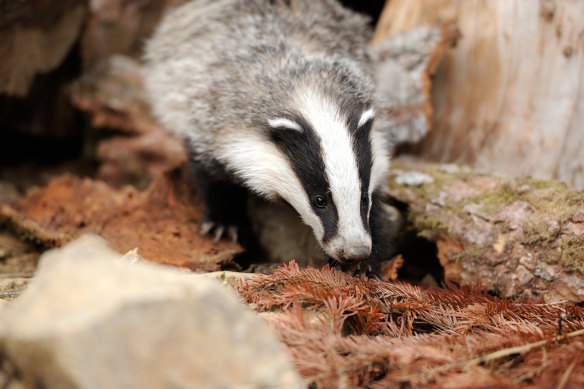 “Intellectually dishonest”: The future King was ill-disposed towards badgers.