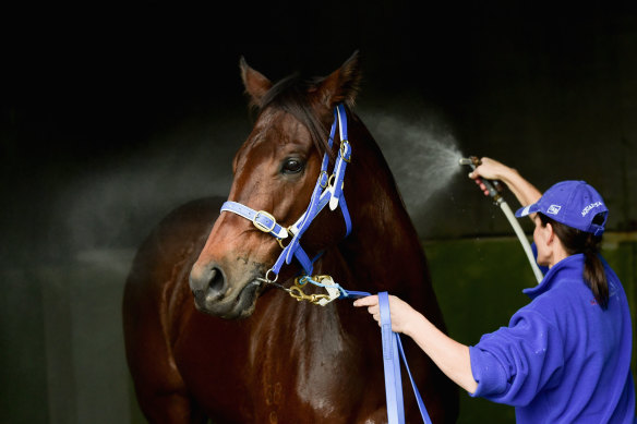 Strapper Karen Ussher washes the Robert Smerdon-trained Shamal Wind at Aquanita's Caulfield stables in 2015.