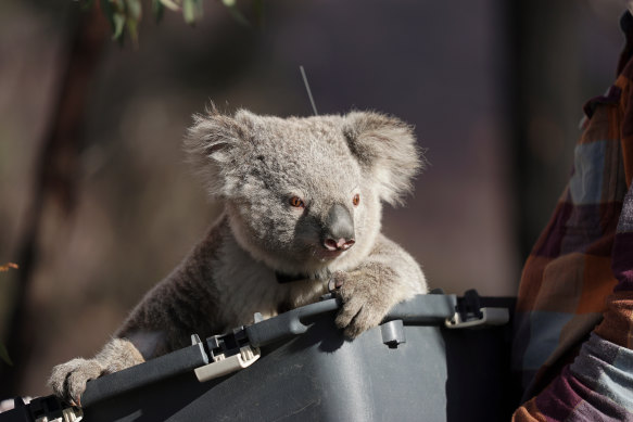 A koala returned to the wild near Cooma returns to its "group".