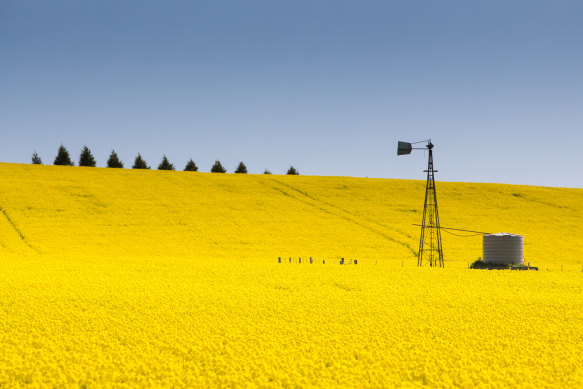 Canola fields near Creswick in Victoria.