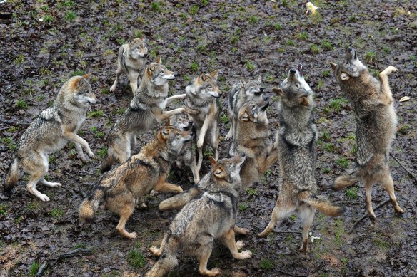 A pack of Eurasian wolves are fed in their enclosure at the Wildpark Schloss Tambach in the southern German city of Tambach.