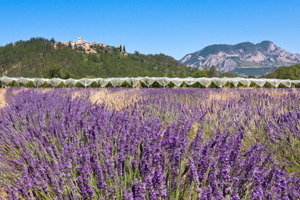 Fields of lavender around Ventavon Village in the Alpes-de-Haute-Provence.