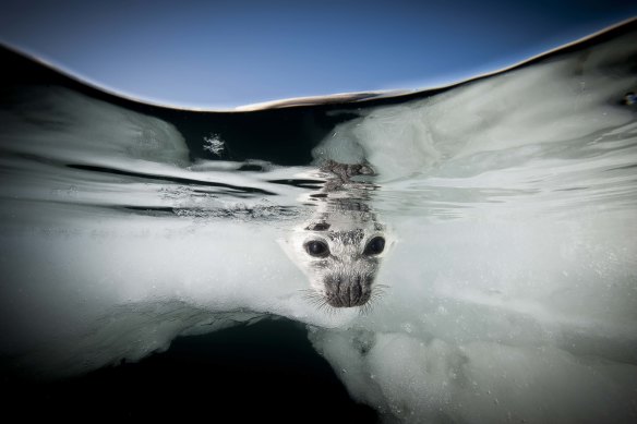A harp seal at the Gulf of St Laurence,  Canada. The image is part of the Elysium Arctic, a series of photographic artworks documenting the polar north.