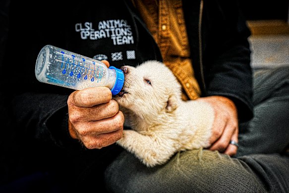 One of the pups at 15 days old.
