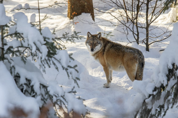 A solitary grey wolf (or Canis lupus a species that includes the Eurasian wolf) hunts in a European forest. 