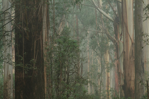 Victorian Mountain Ash forest.