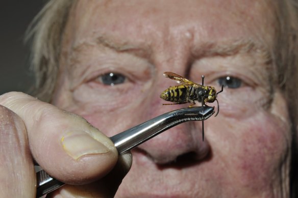 Entomologist Dr Phillip Spradbery with a European wasp.