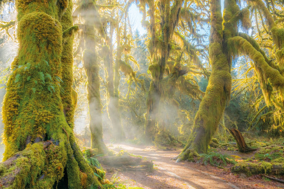 Hoh Rain Forest, Olympic National Park, Washington state.