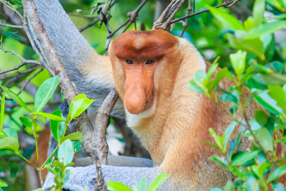 A proboscis monkey in Sabah.