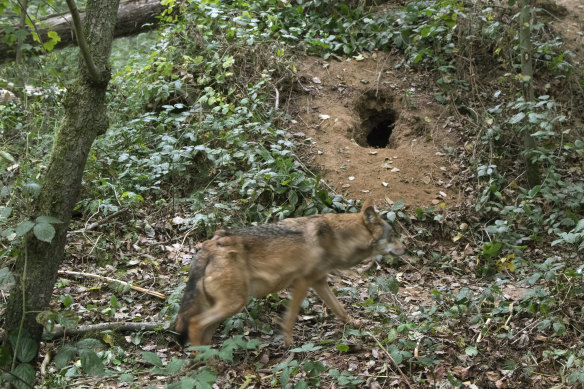 A grey wolf near a den dug in the forest. 