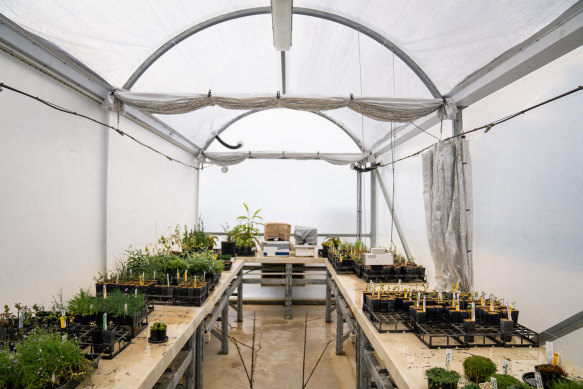 A seedbank for breeding endangered flora at the Australian National Botanic Gardens. 