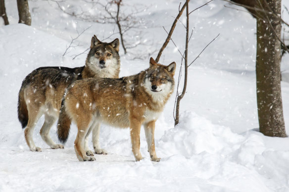 The number of wolf packs has risen across Europe thanks to the efforts of conservationists and an EU protection directive.