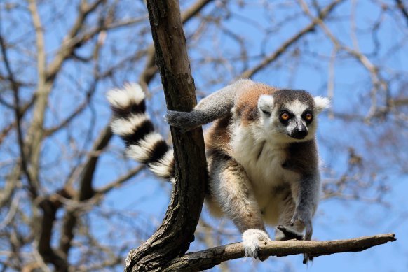 Madagascar is one giant wildlife sanctuary.