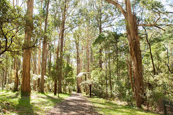 Olinda and Grey Gums Track.