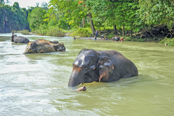 Protected Sumatran Elephants bathing in Gunung Leuser National Park.