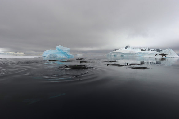 Antarctic minke whales have to compete for krill with commercial fisheries, which are now trawling it for salmon feed, pet food and omega-3 supplements.