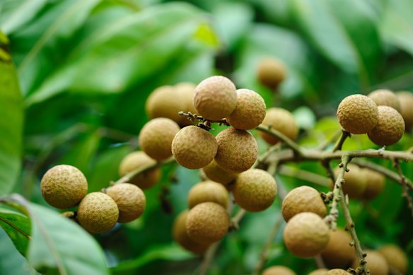 The longan appears in all four sections of the book as a linking motif.