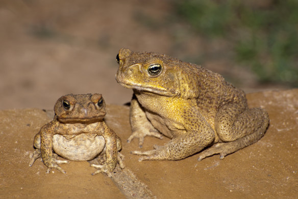 Cane toads are spreading across northern Australia, and could hit the WA coast in two years.
