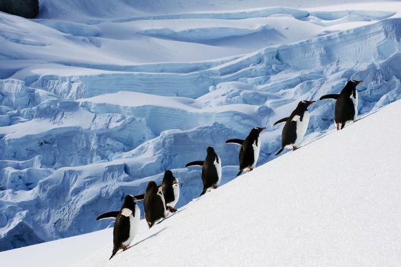Penguins: collect them all. 