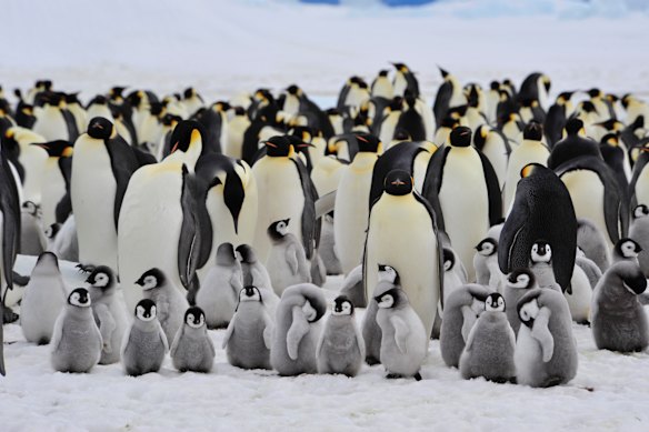 Emperor penguins care for their chicks in Antarctica. New research shows they could be extinct in 75 years.