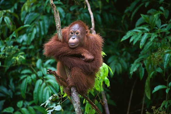 A young orangutan in Borneo – there are ways to help.