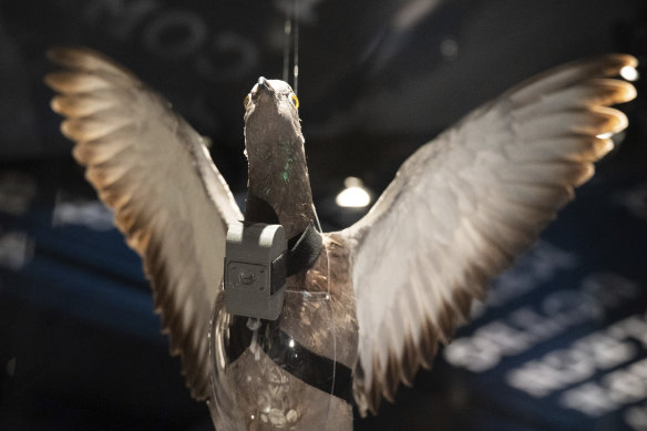 A mockup of a pigeon with a camera attached on display at the museum.