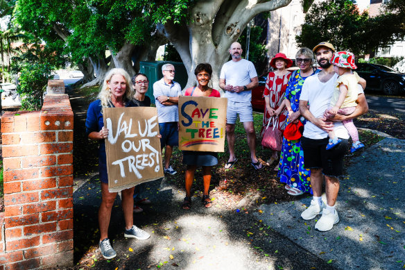 A residents’ group is mobilising to save a giant fig tree in Quail Street, Clovelly.