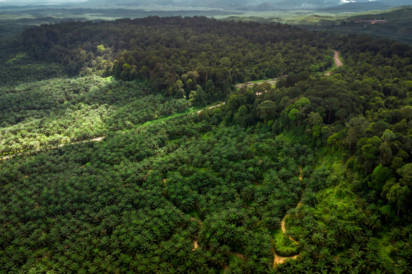Palm tree plantations at the forest’s edge in Beluran, Malaysia. Brazil is proposing a fund that would pay countries to protect tropical forests from development.