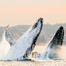 Humpbacks are an Australian success story. They have two advantages that most whales don’t
