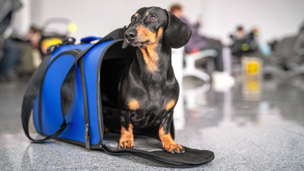 Pets on planes could take off within 12 months