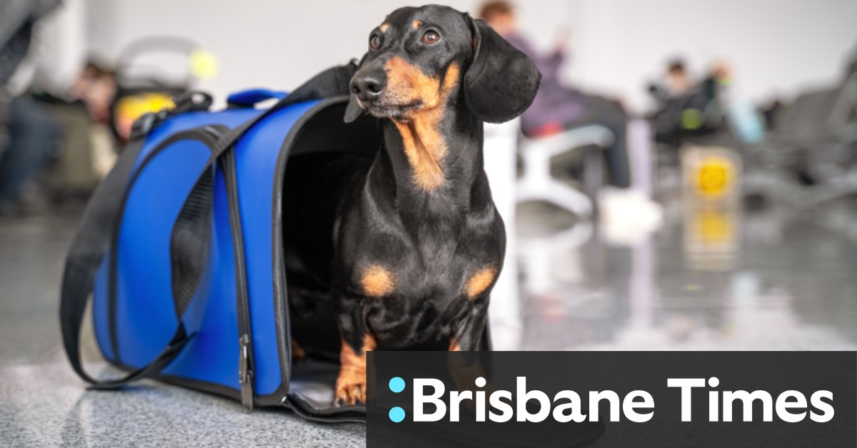 Which airline is promising pets as passengers? Take the Brisbane Times Quiz