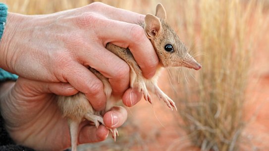 A bilbie is released into the feral-free zone in the state’s far north.