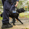 Clover Moore warns police over sniffer dogs at Sydney WorldPride