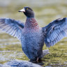 Seeing this oddball New Zealand duck should be on your wishlist