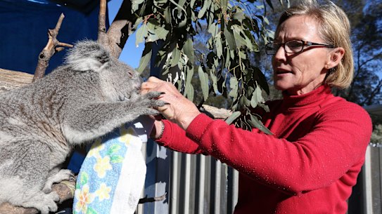 'No coherence': No koala plan in sight a year after submissions closed