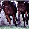 Racing returns to Dubbo on Monday for an eight-race meeting.