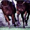 Racing NSW monitoring Victoria Police investigation into historical abuse allegations against trainer
